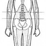 Ideal anterior posture